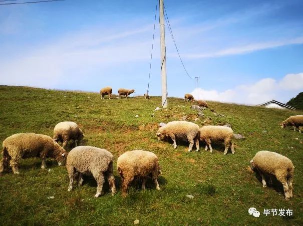 肉用种羊场招聘信息与职业机会深度解析