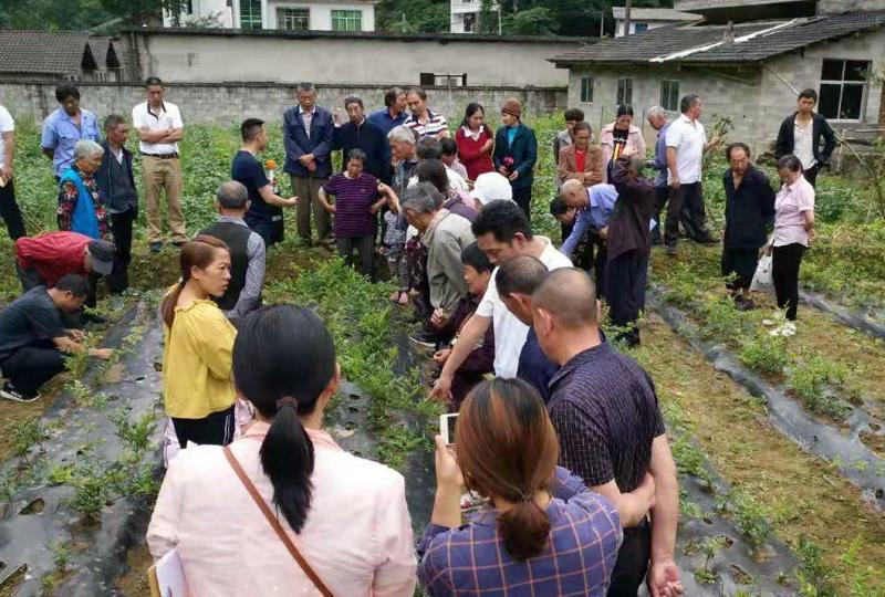 白果村委会最新新闻动态报道